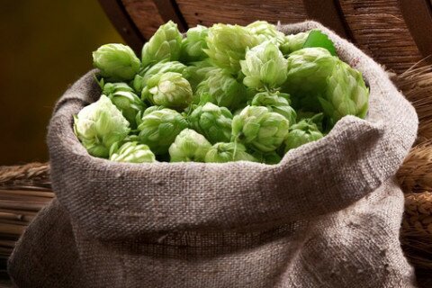 Hops definition