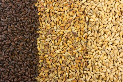 Malted barley definition